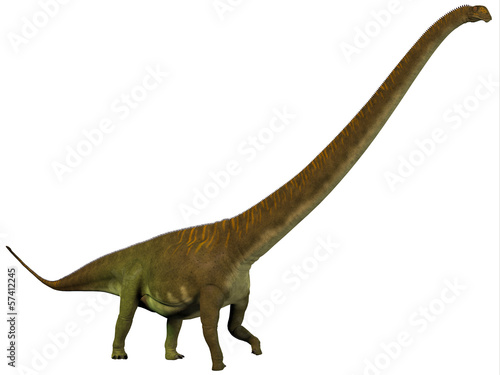Mamenchisaurus hochuanensis Profile © Catmando
