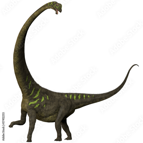 Mamenchisaurus youngi on White