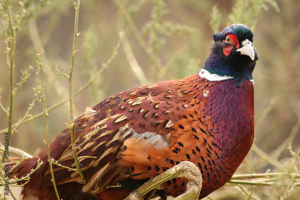 Fototapeta premium Portrait of colorful male pheasant