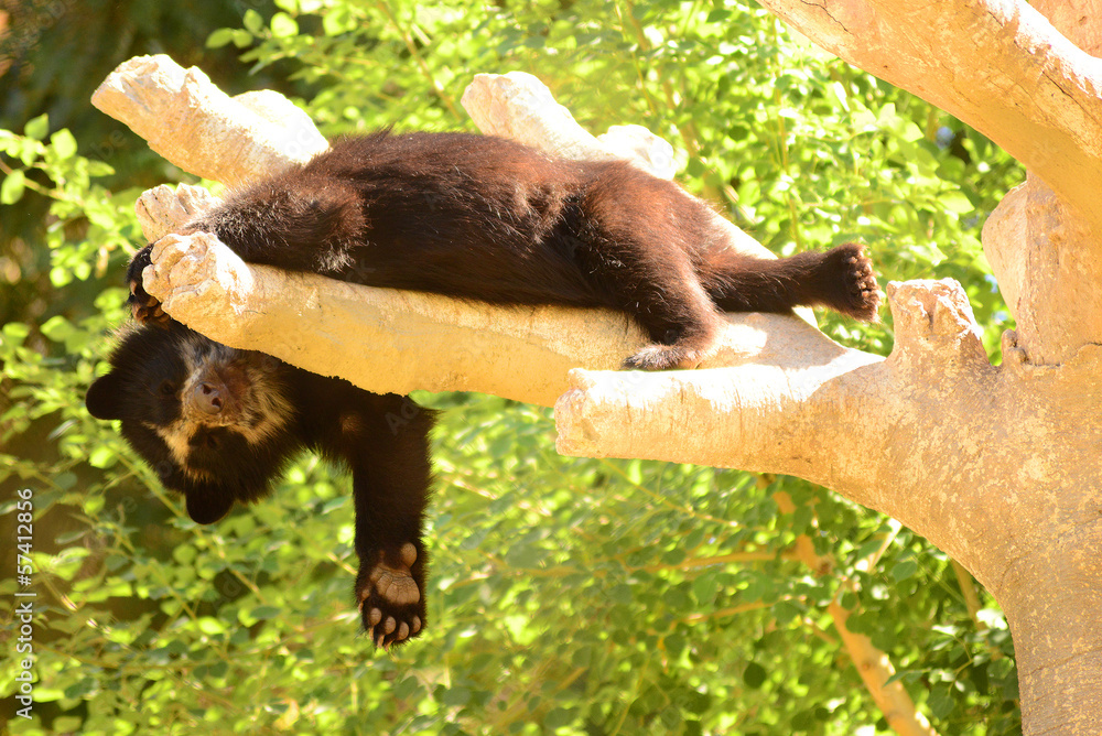 Asiatic Bear Cub In Tree Asiatic Bear Cub In Tree