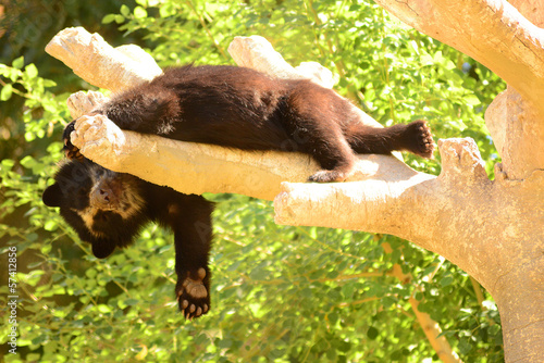 Asiatic Bear Cub In Tree