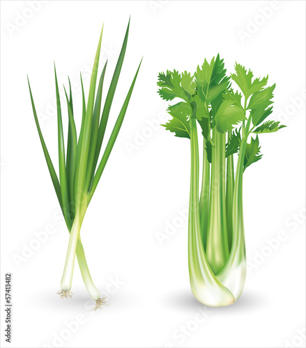 Green onion and celery. Vector illustration.