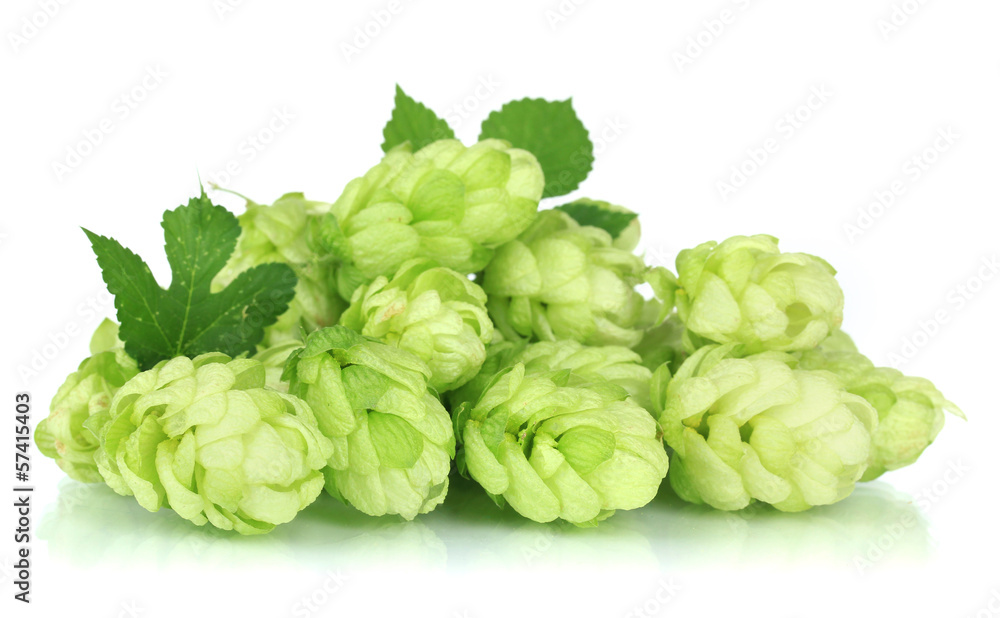 Fresh green hops, isolated on white