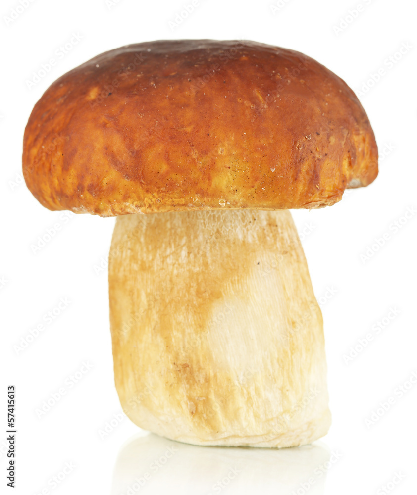 Fresh mushroom isolated on white Fresh mushroom isolated on white
