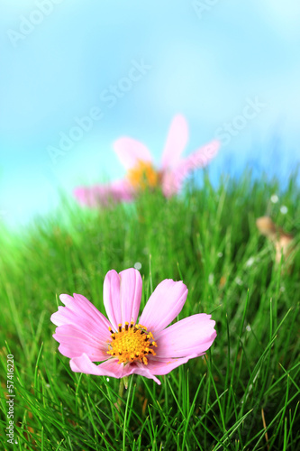Beautiful pink flowers on green grass, on blue background