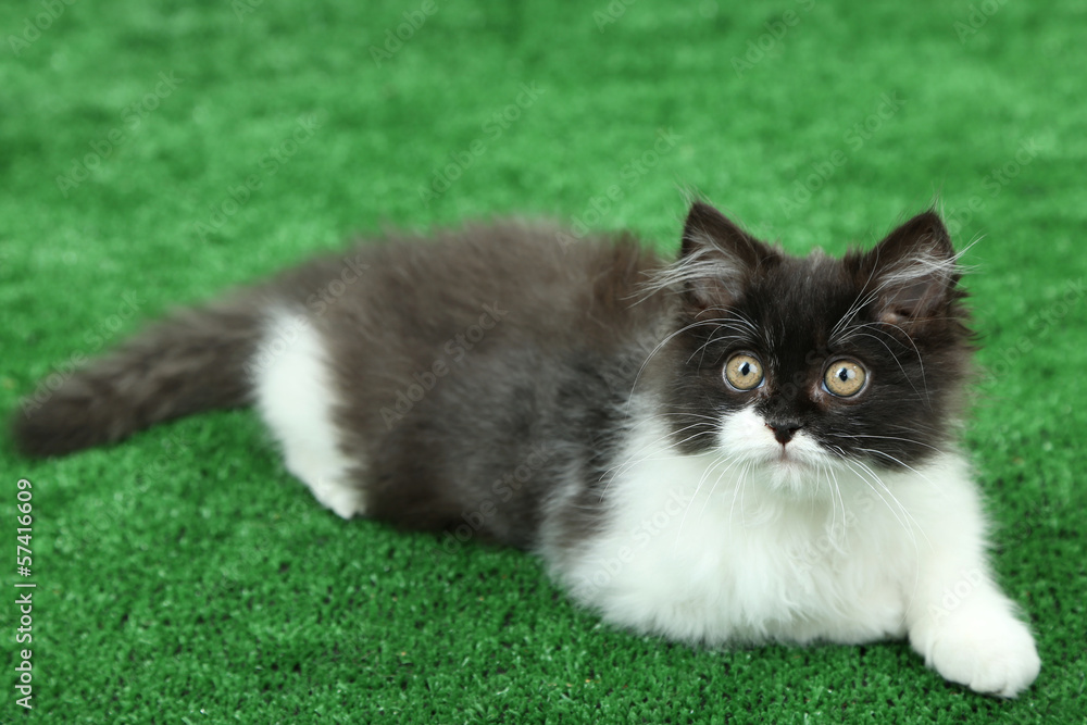 Little cute kitten on green grass