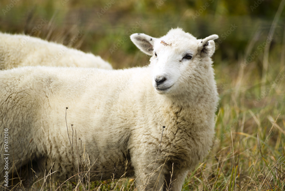 Fototapeta premium Sheep Ranch Livestock Farm Animal Grazing Domestic Mammal