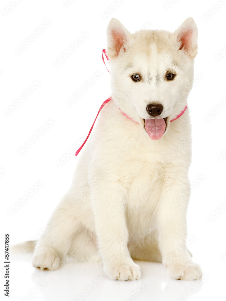 Siberian Husky sitting in front. isolated on white background Siberian Husky sitting in front. isolated on white background