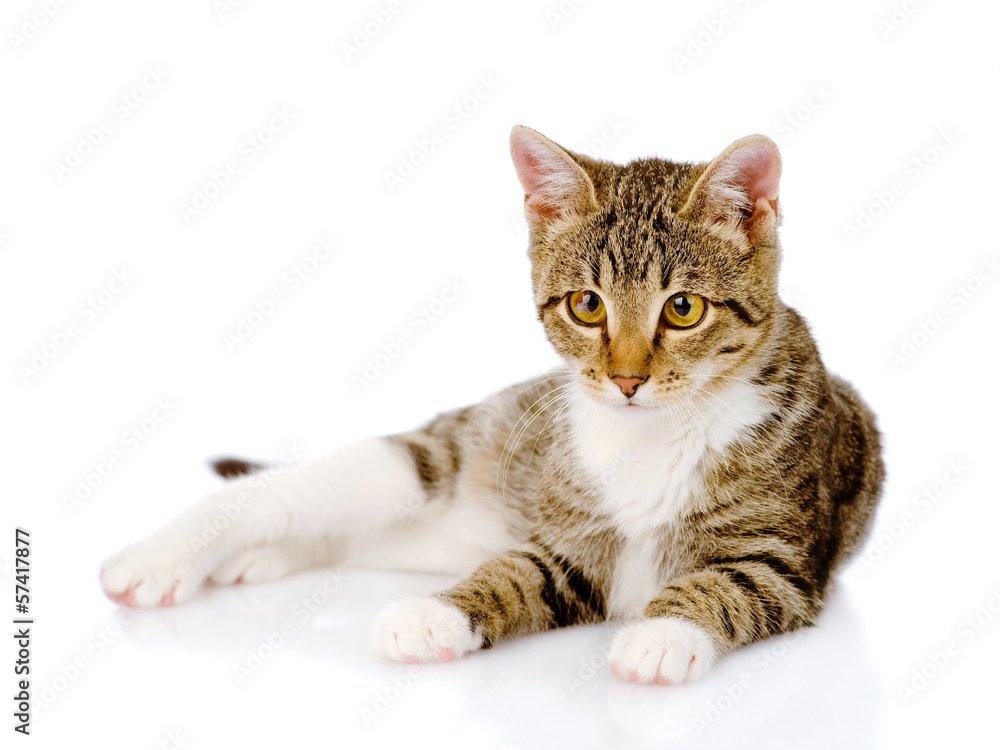 kitten lying in front. isolated on white background
