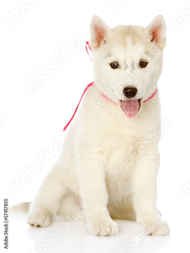 Siberian Husky sitting in front. isolated on white background