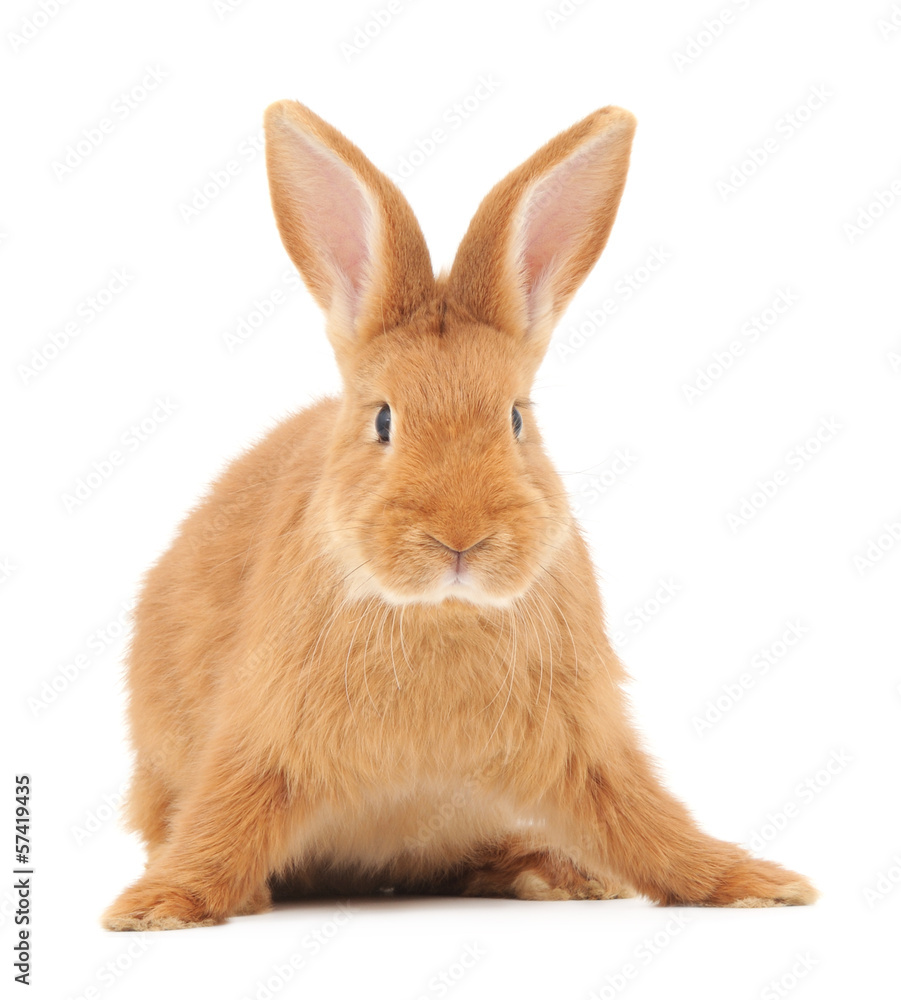 Fototapeta premium Rabbit