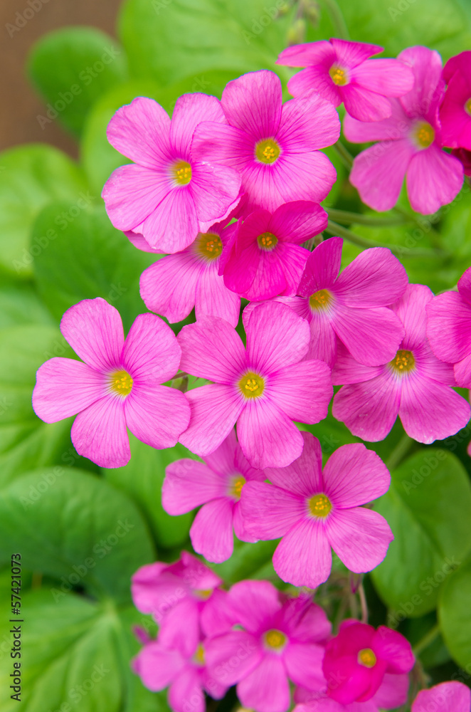 geranium flowers geranium flowers