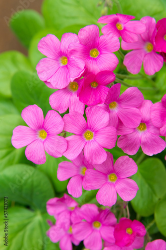 Fototapeta Naklejka Na Ścianę i Meble -  geranium flowers