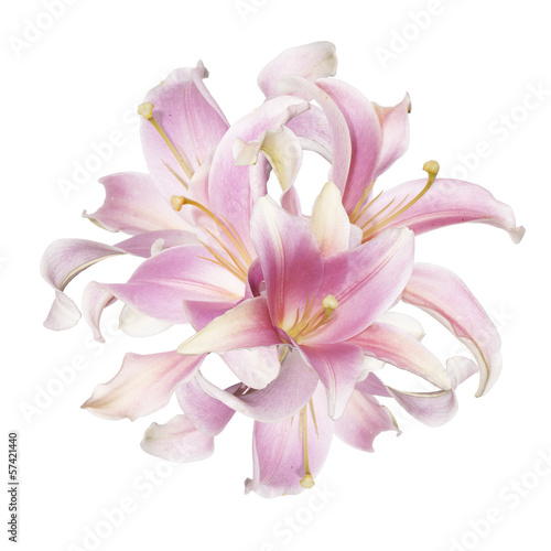 Fototapeta Naklejka Na Ścianę i Meble -  The beautiful bouquet pink lily on a white background