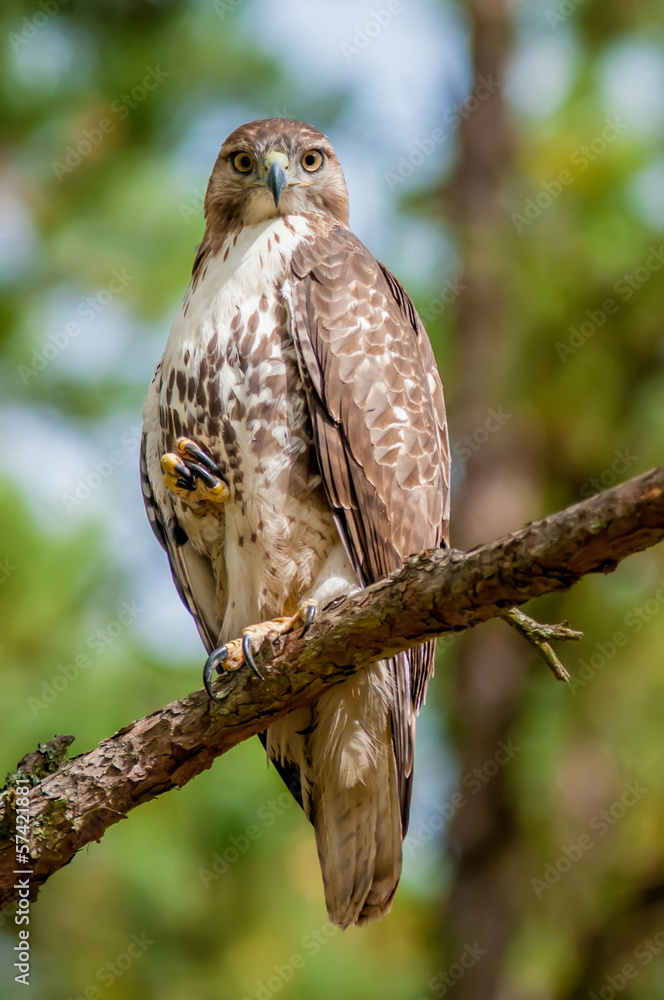 coopers hawk perched on tree watching for small prey coopers hawk perched on tree watching for small prey