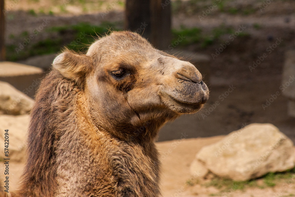 Head of camel
