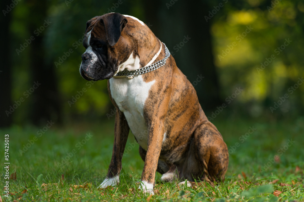 Titan A Male Boxer Dog
