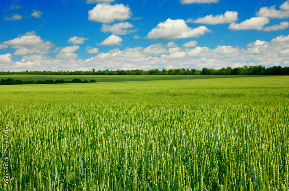 Fototapeta premium Wheat field and sky