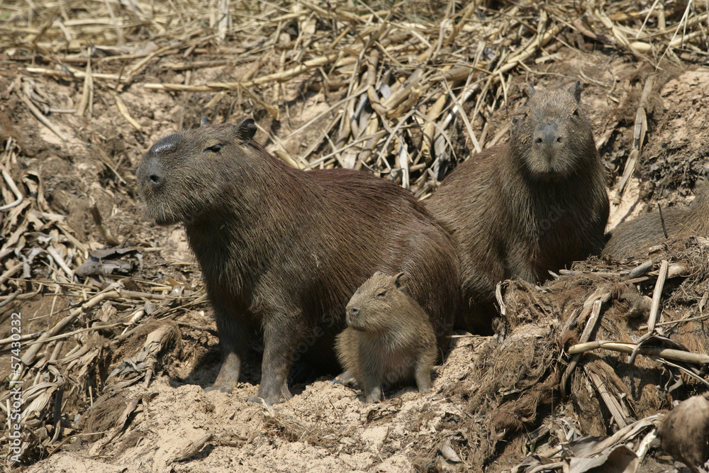Fototapeta premium Capybara, Hydrochoerus hydrochaeris