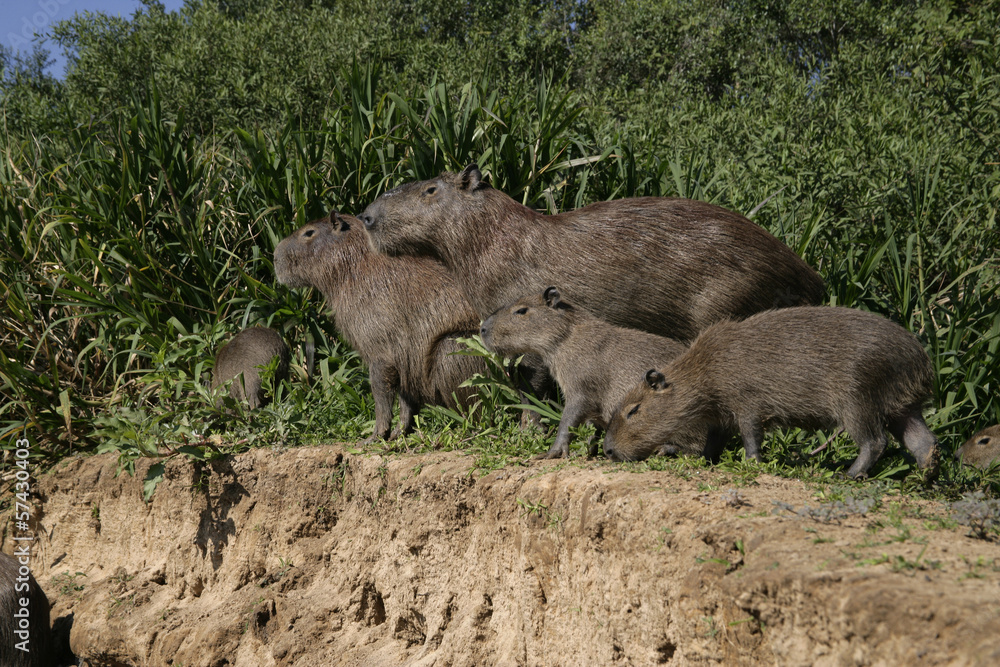 Capybara, Hydrochoerus hydrochaeris Capybara, Hydrochoerus hydrochaeris