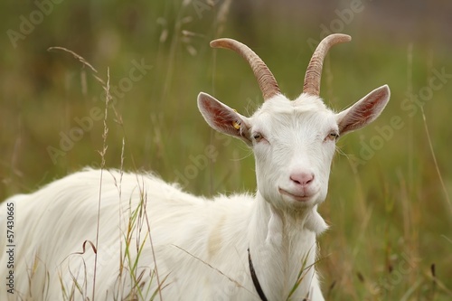 weiße hausziege / white goat