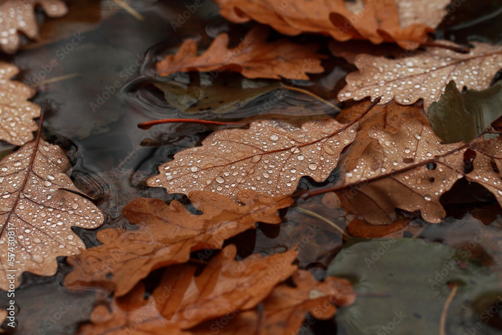 Fallen leaves covered with raindrops