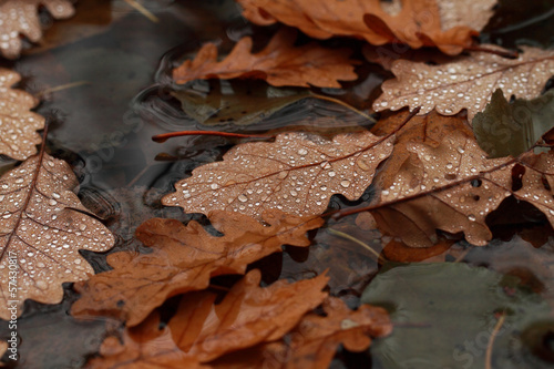 Fallen leaves covered with raindrops