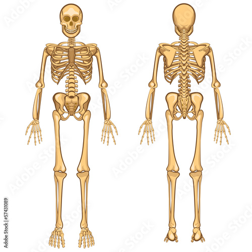 Human Skeleton Vector Illustration