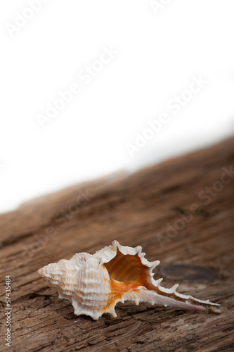 sea shell on wooden board