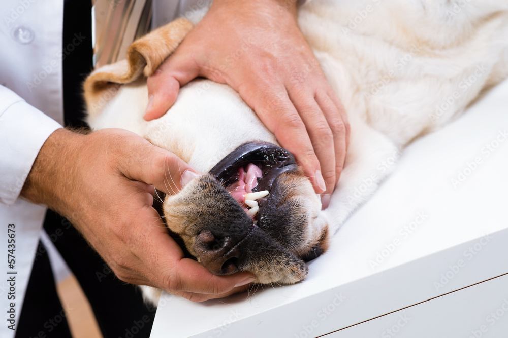 vet checks the teeth of a dog