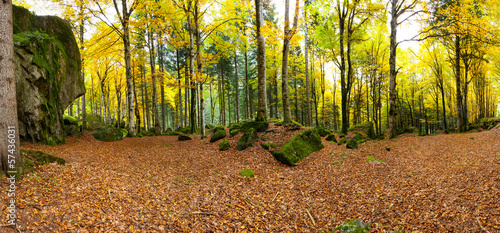 forest panorama #57436031