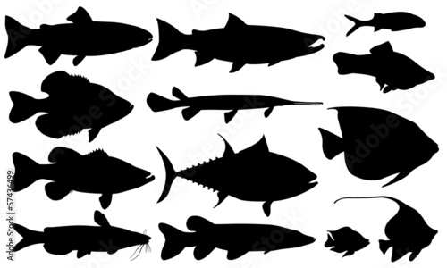 fish