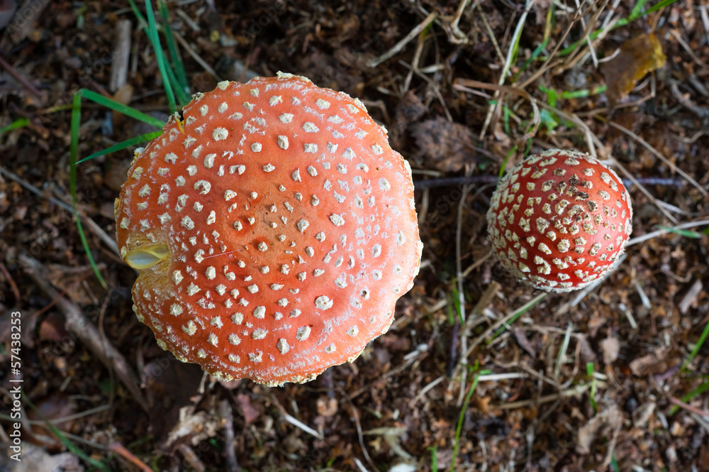 The top of two amanita muscaria mushrooms The top of two amanita muscaria mushrooms