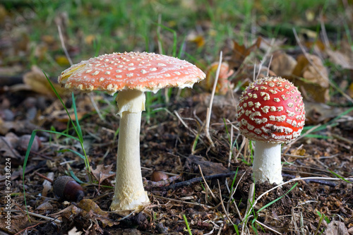 Two amanita muscaria mushrooms