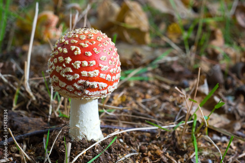 A amanita muscaria mushroom