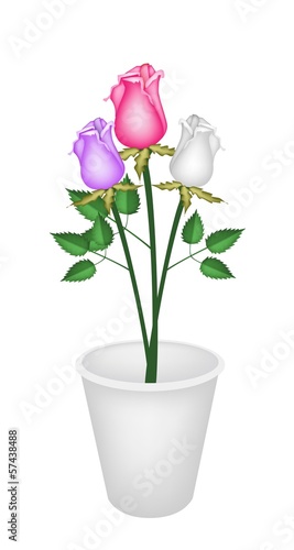 Wallpaper Mural Three Beautiful Roses in White Flower Pot Torontodigital.ca