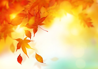 Autumn Falling Leaves