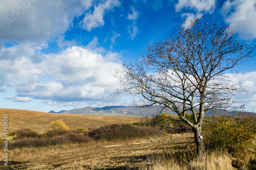 brown field and blue sky