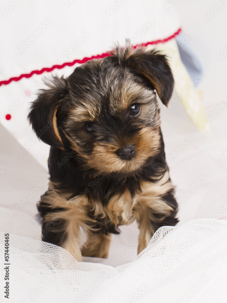 puppy Yorkshire terrier in studio close-up puppy Yorkshire terrier in studio close-up