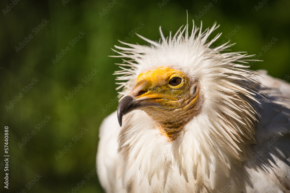 vulture vulture