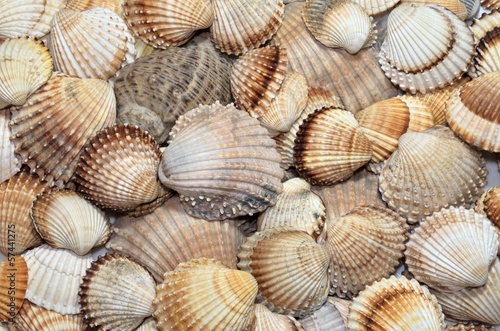 sea shells background textures