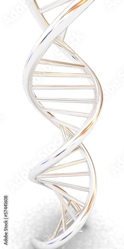 DNA structure model