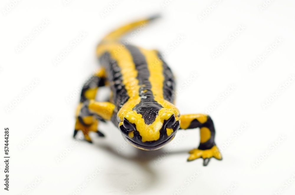 Fire salamander, Salamandra salamandra Fire salamander, Salamandra salamandra