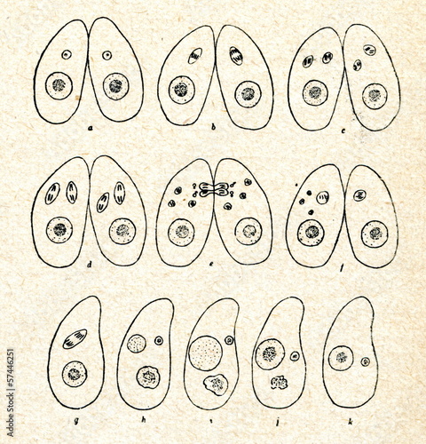 Sexual conjugation in Chilodon uncinatus