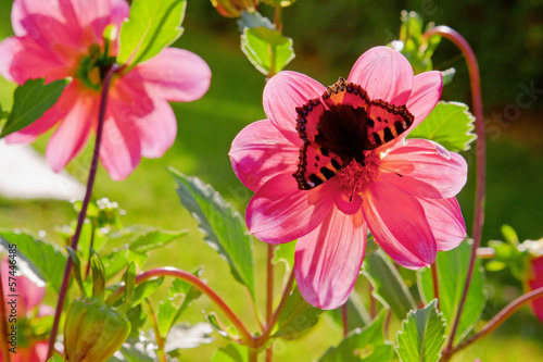 Der Kleine Fuchs -Scmetterling.  photo