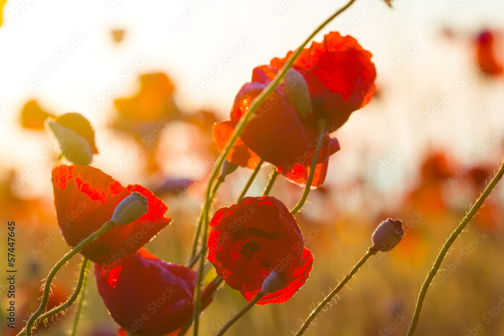 Obraz premium zbliżenie czerwony mak