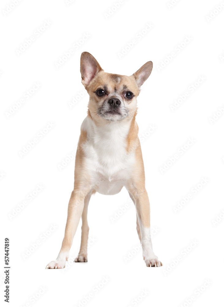 Standing on four paws pale yellow chihuahua doggy