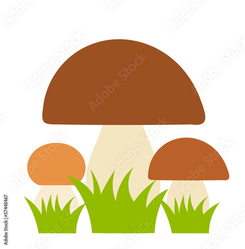 Boletus mushrooms