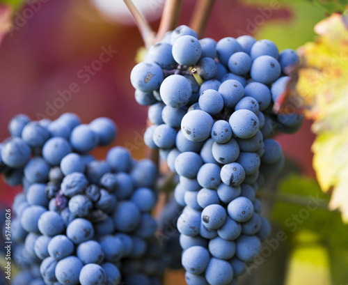 Wine grapes on a vine branch