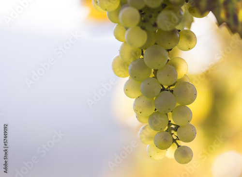 Wine grapes on a vine branch